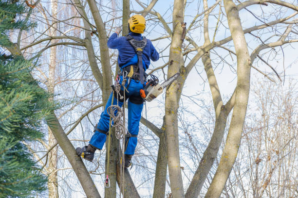 Best Tree and Shrub Care  in Salida, CA